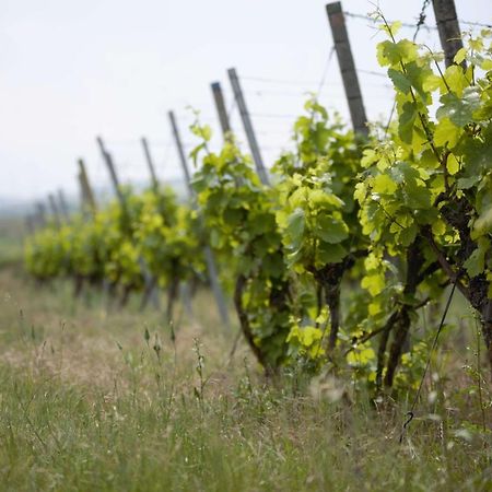 Weingut Schilling 호텔 Seinsheim 외부 사진