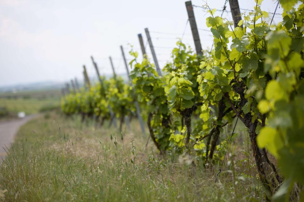 Weingut Schilling 호텔 Seinsheim 외부 사진